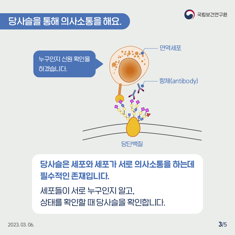국립보건연구원 / 당사슬을 통해 의사소통을 해요. / 면역세포, 항체(antibody), 당단백질의 구조를 그린 그림 옆에 말풍선으로 '누구인지 신원확인을 하겠습니다' / 당사슬은 세포와 세포가 서로 의사소통을 하는데 필수적인 존재입니다. 세포들이 서로 누구인지 알고, 상태를 확인할 때 당사슬을 확인합니다. 2023.03.06. 3/5