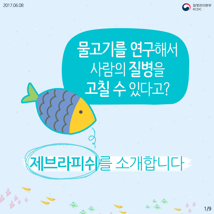 물고기를 연구해서 사람의 질병을 고칠 수 있다고? 제브라피쉬를 소개합니다