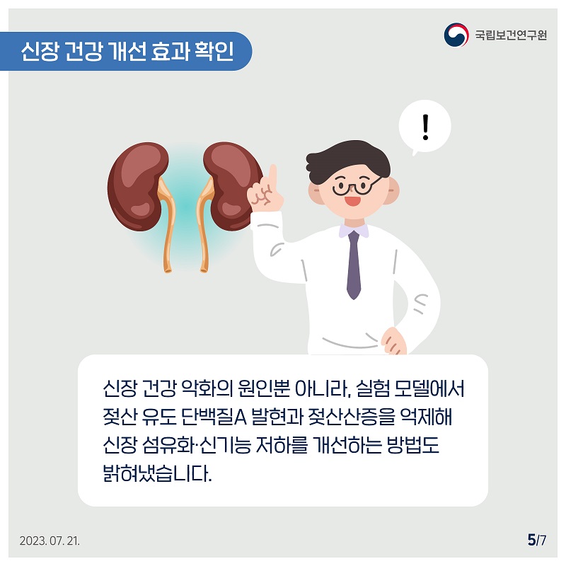 국립보건연구원 / 신장 건강 개선효과 확인 / 신장 건강 악화의 원인뿐 아니라, 실험 모델에서 젖산 유도단백질A 발현과 젖산산증을 억제해 신장 섬유화신기능 저하를 개선하는 방법도 밝혀냈습니다. 2023.07.21. 5/7