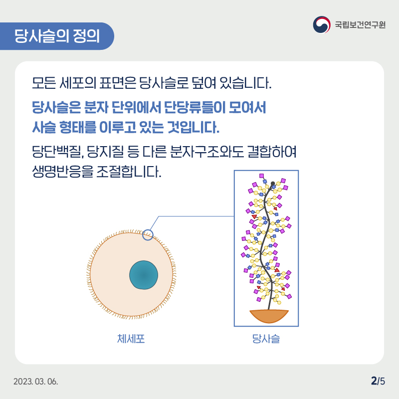 국립보건연구원 / 당사슬의 정의 / 모든 세포의 표면은 당사슬로 덮여 있습니다. 당사슬은 분자 단위에서 단당류들이 모여서 사슬 형태를 이루고 있는 것입니다. 당단백질, 당지질 등 다른 분자구조와도 결합하여 생명반응을 조절합니다. 2023.03.06. 2/5