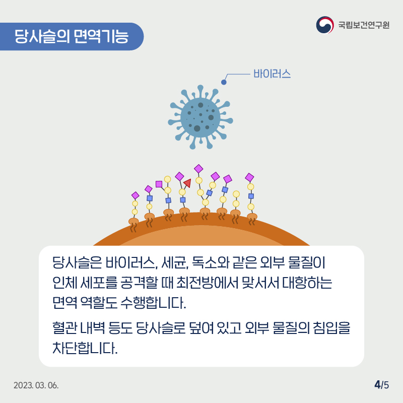 국립보건연구원 / 당사슬의 면역기능 / 세포와 바이러스 생김새를 알기 쉽게 그린 그림. / 당사슬은 바이러스, 세균, 독소와 같은 외부 물질이 인체 세포를 공격할 때 최전방에 맞서서 대항하는 면역 역할도 수행합니다. 혈관 내벽 등도 당사슬로 덮여있고 외부 물질의 침입을 차단합니다. 2023.03.06. 4/5 