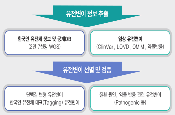 유전자 변이 정보 추출  한국인 유전체 정보 및 공개DB(2만 7천명 WGS), 임상 유전변이(ClinVar, LOVD, OMIM, 약물반응) / 유전 변이 선별 및 검증  단백질 변형 유전변이, 한국인 유전체 대표(Tagging) 유전변이, 질환 원인, 약물 반응 관련 유전변이 (Pathogenic등)