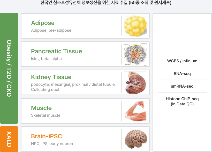 한국인 참조후성유전체 정보생산을 위한 시료 수집 (50종 조직 및 원시세포) 자세한 사항은 다음의 내용을 참조하세요